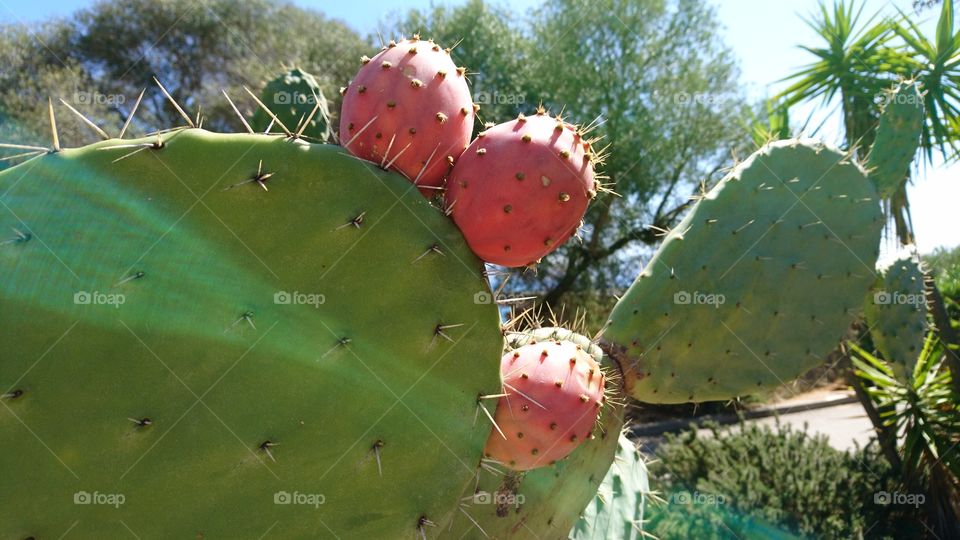 Spiky Prickly pear has matured