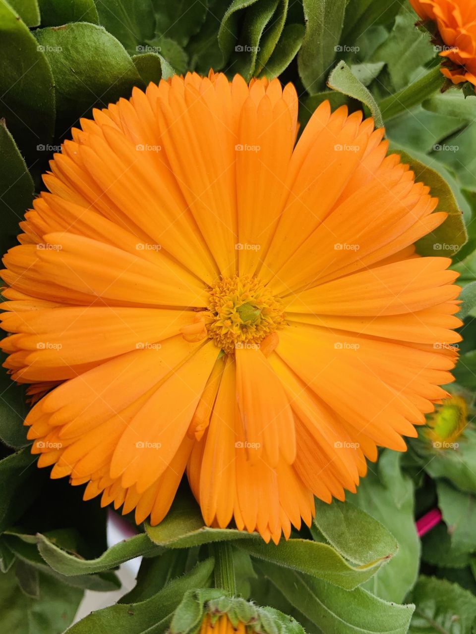 Calendula 