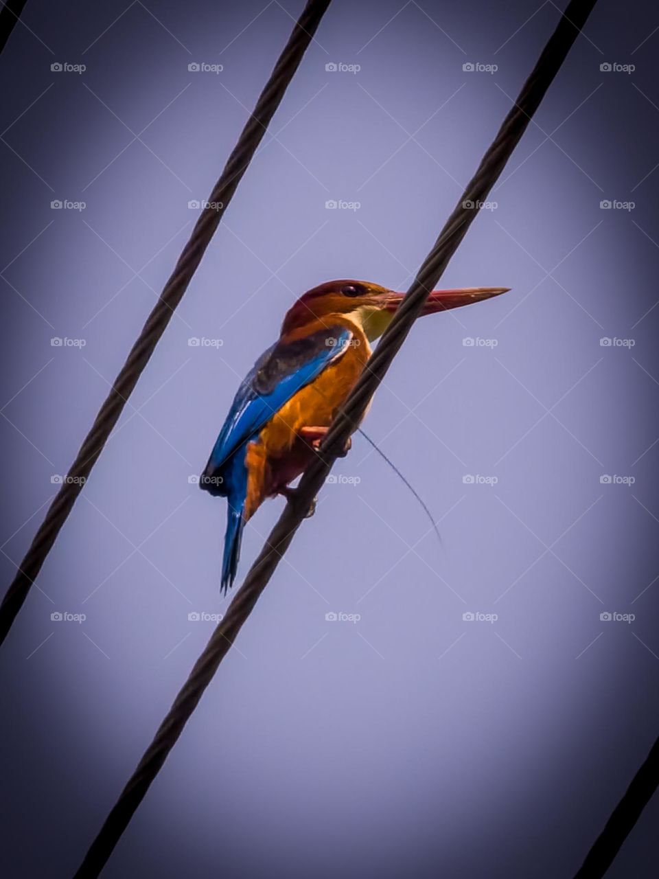 Kingfisher bird with it's colorful feathers and body