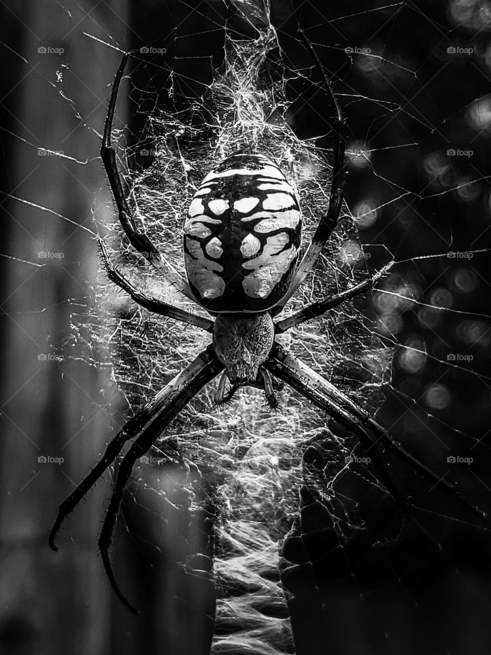 Closeup of a garden spider in it's web in black and white.