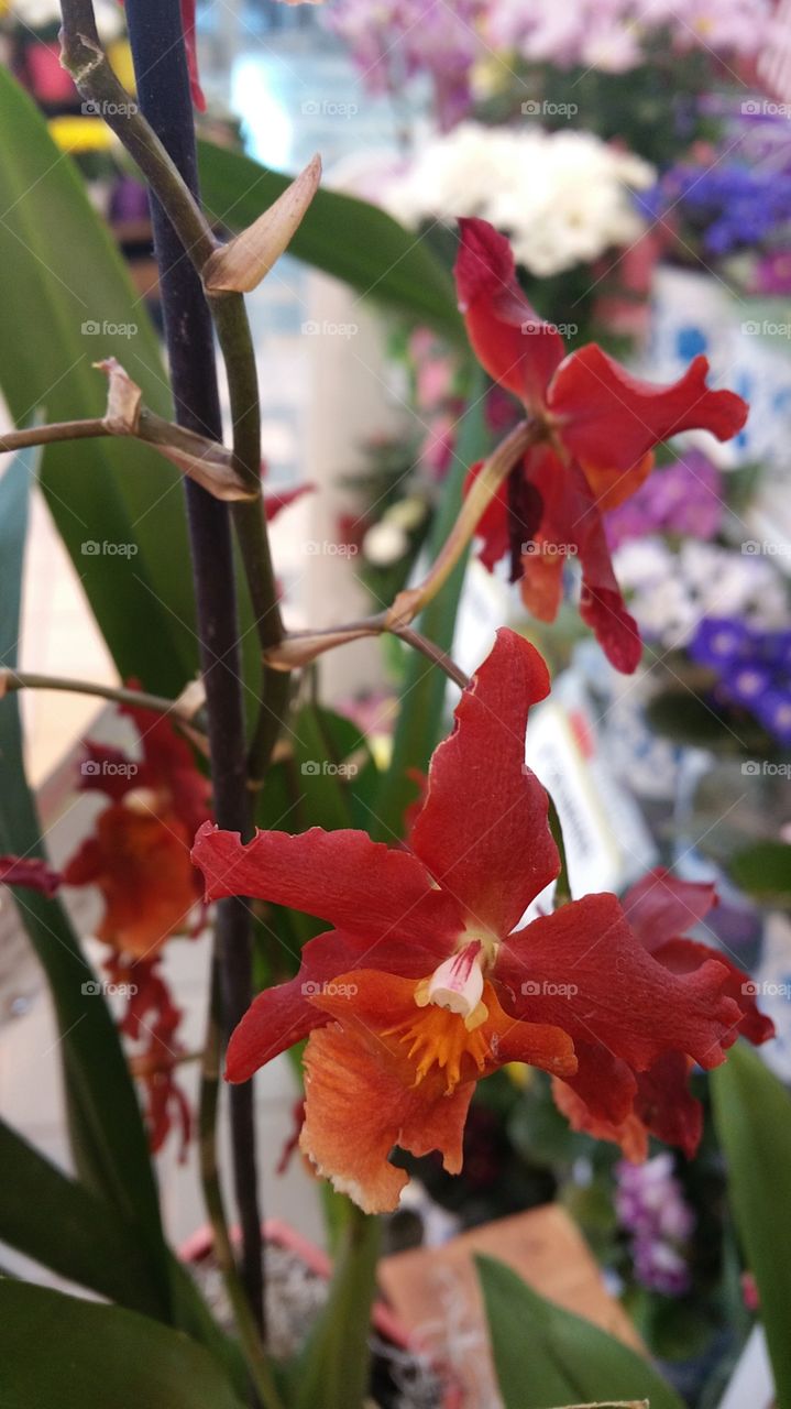 orchids. red orchids