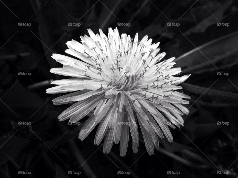 Even dandelions display beauty