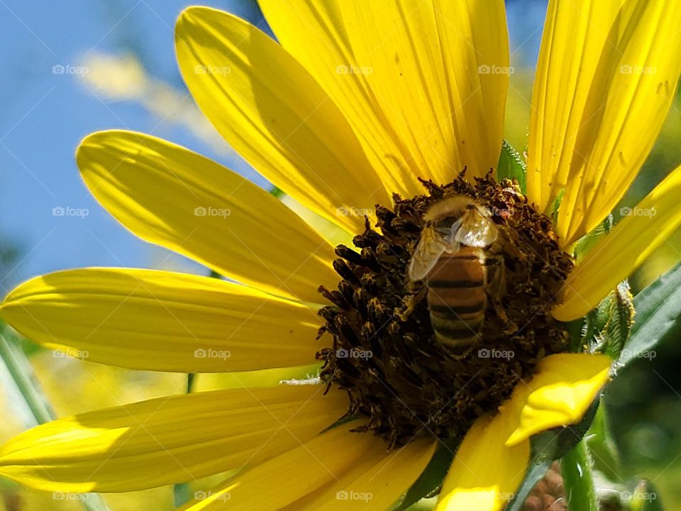 Western honeybee pollinating a wild sunflower on a bright sunny day.