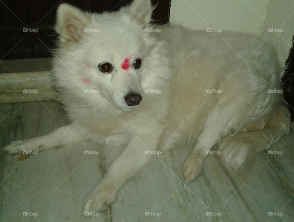 Doggy. Holi celebrations with pets will really brings great joy. But becarefull with the colours we do on pets.