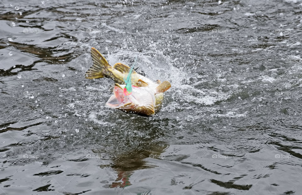 Hooked northern pike caught by a flyfisherman fighting and jumping out of the sea and splashing water around with colorful pike fishing fly in its mout on late October cloudy day at the Baltic Sea in archipelago of Southern Finland.