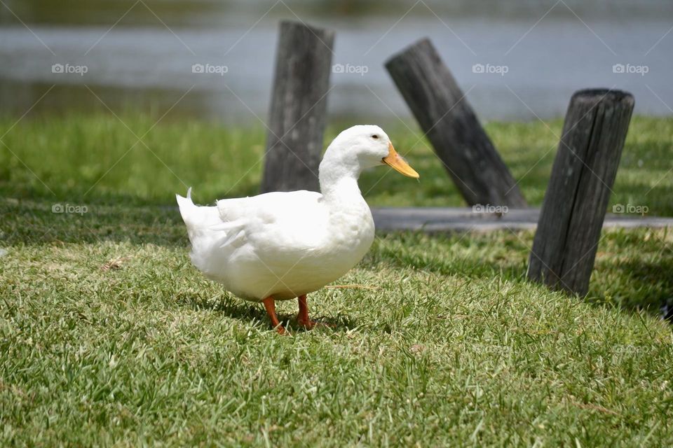 A white duck with an orange beak and orange feet walking on the grass in front of crooked fence posts and a pond 