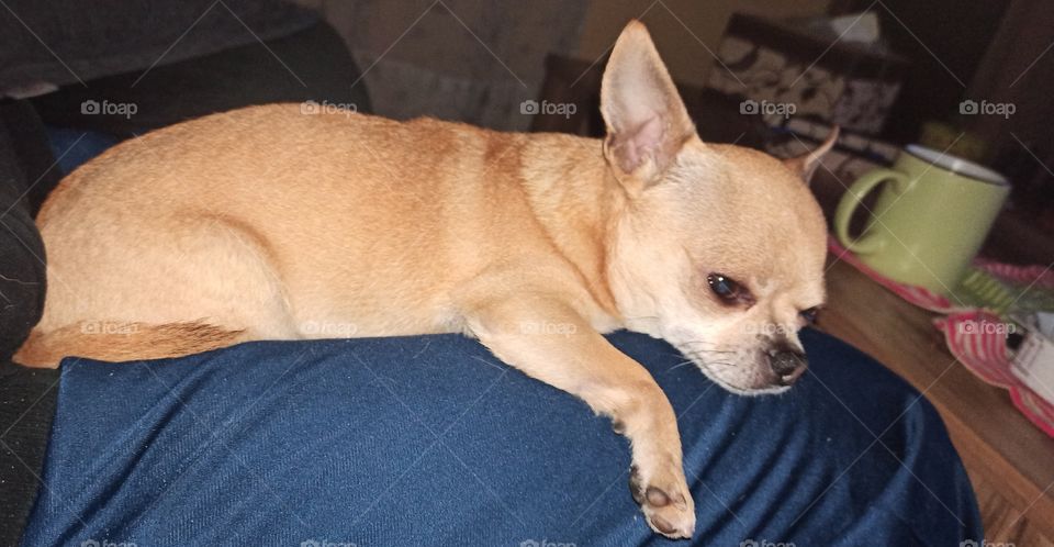 Chichuhua adult dog resting