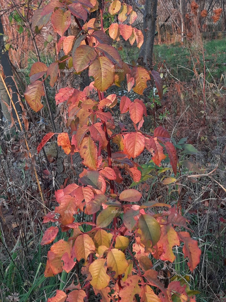 colourful  leaves of park roses in November