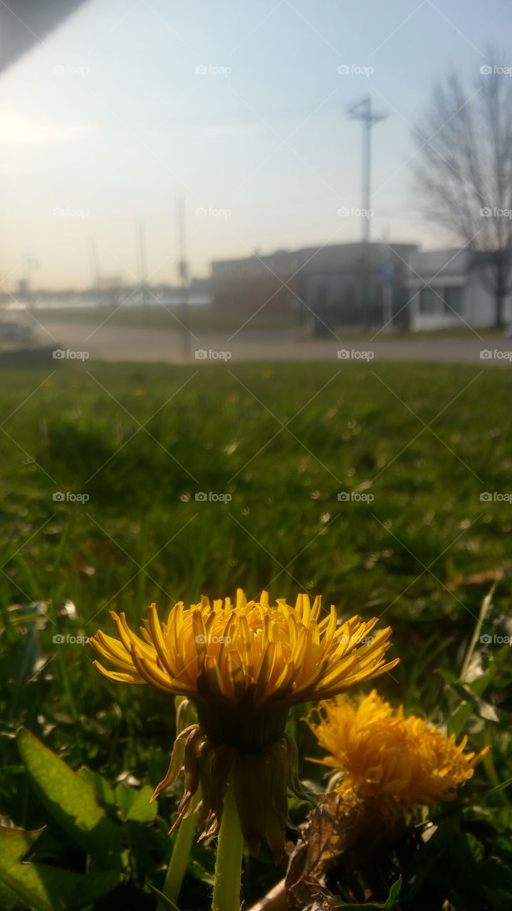 dandelion