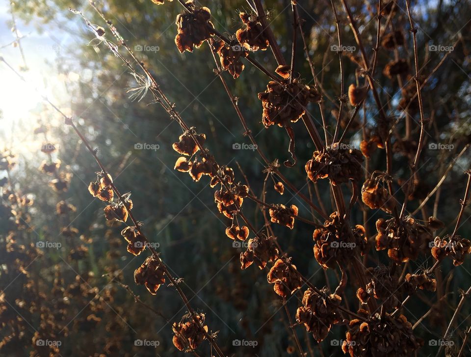 Morning in the weeds