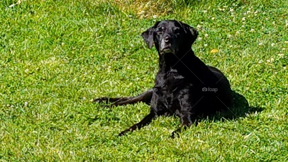 cute black Labrador resting in the sun