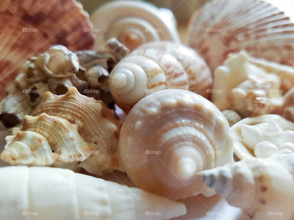 Full frame of a seashells