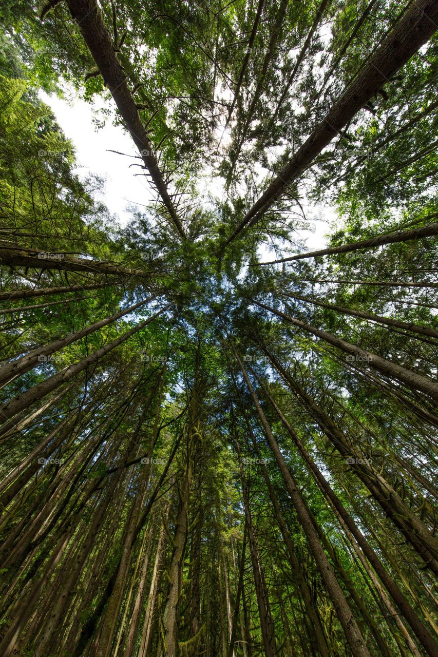 Low angle view of trees