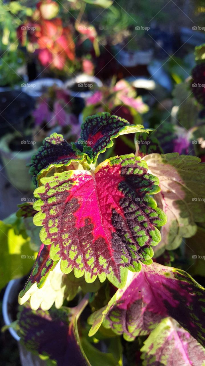 coleus in afternoon sun