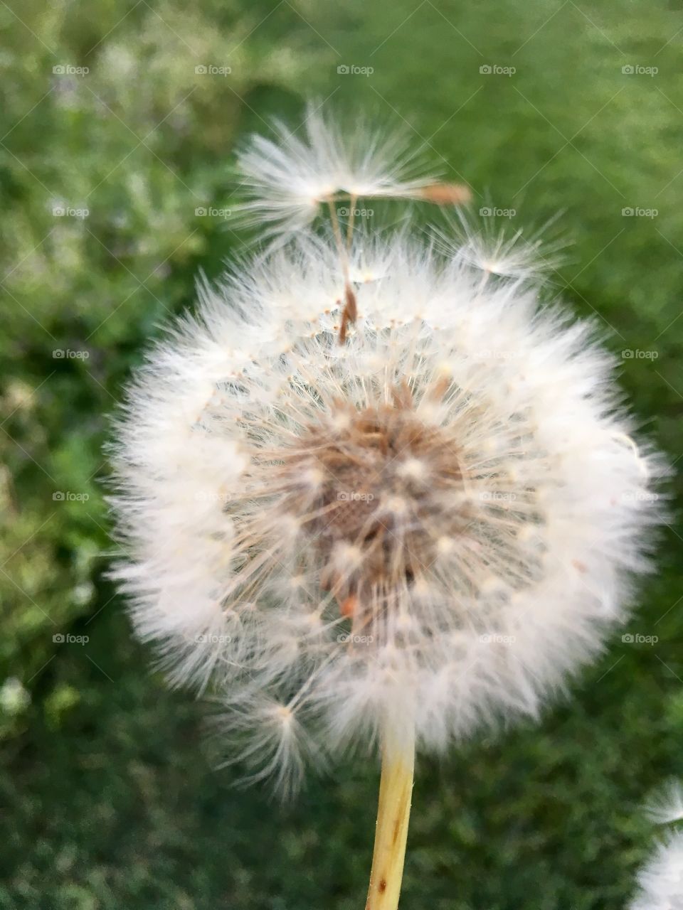 Blowing in the wind dandelion 
