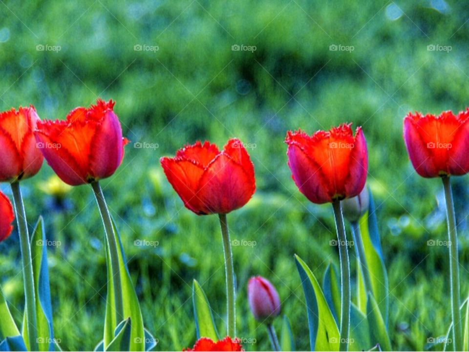 Red Tulips