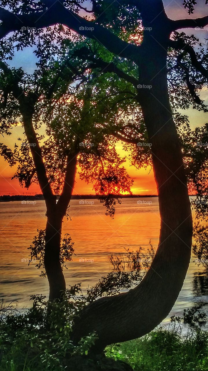 Silhouette of tree on lakeshore during sunset