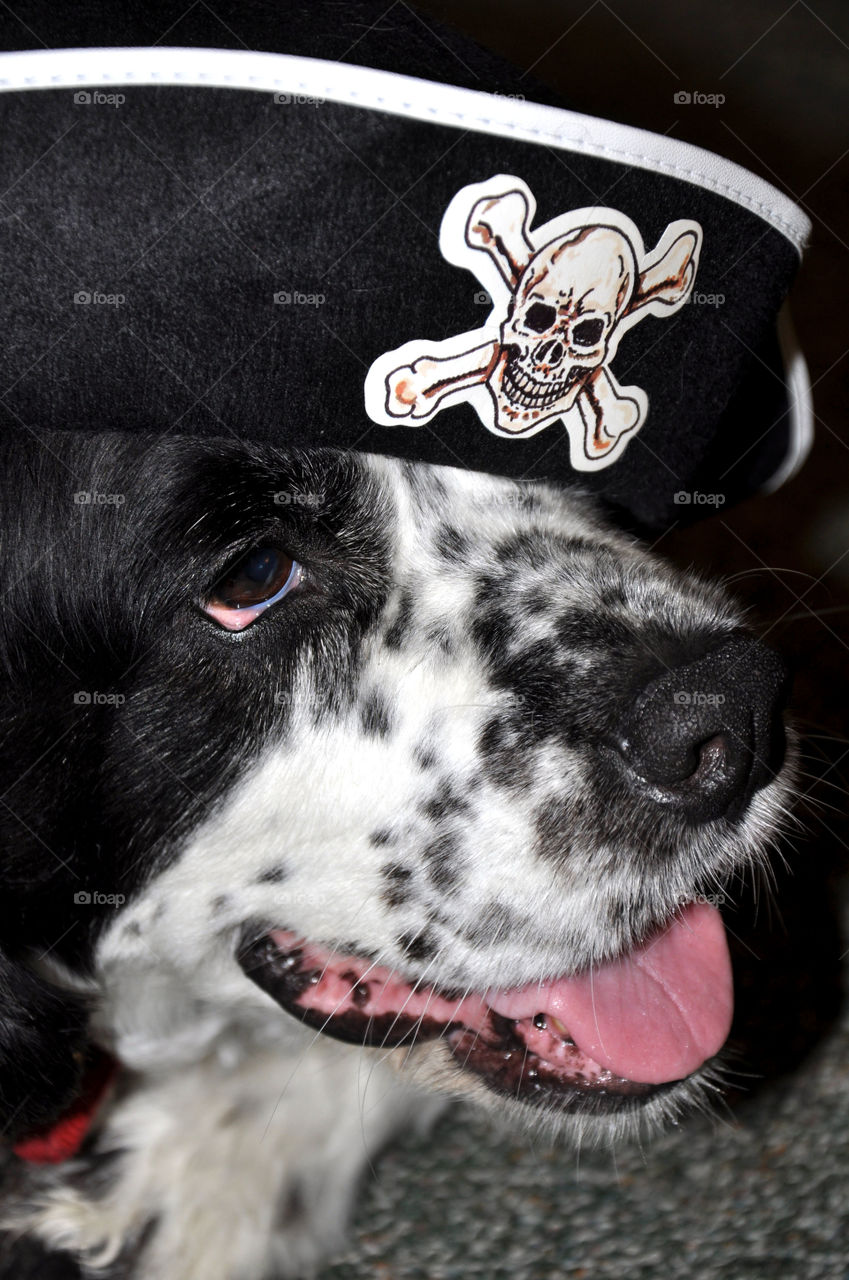 A beautiful Cocker Spaniel/St. Bernard mix in a pirate hat.