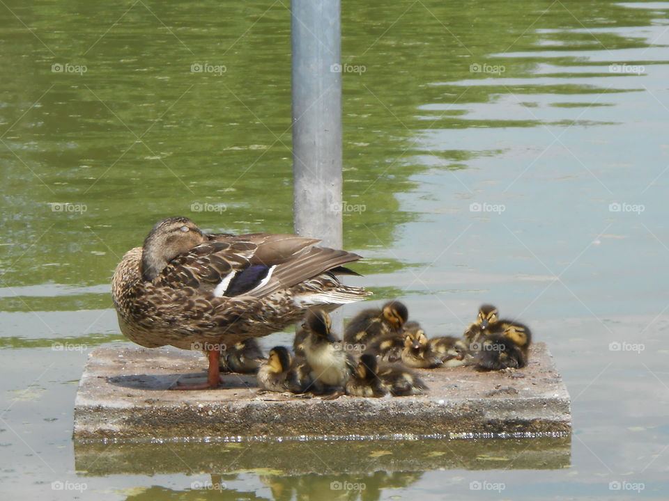 Duck Family