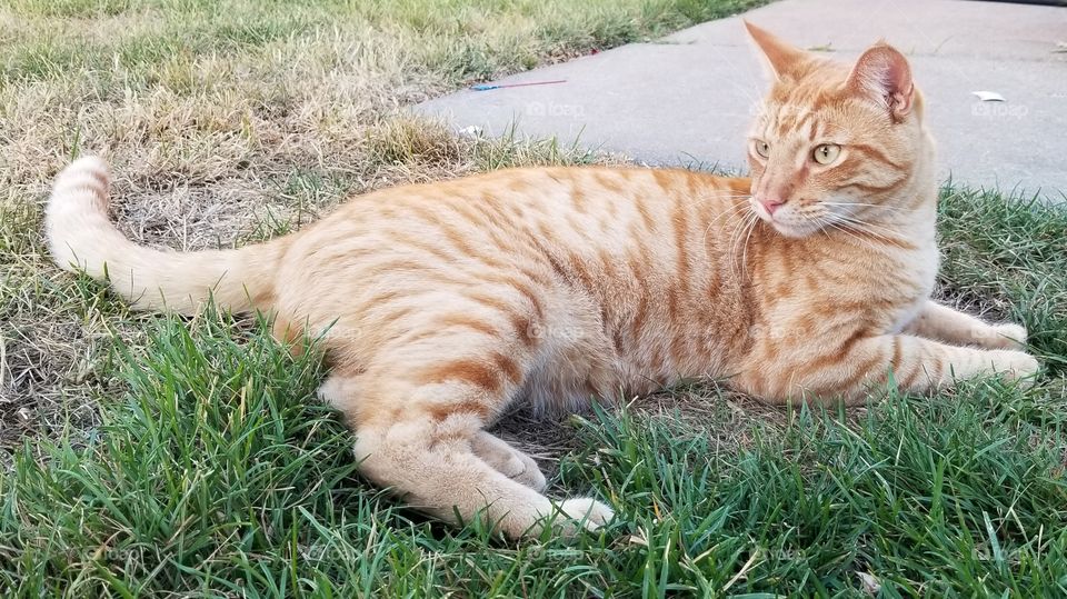 happy cat in the front yard