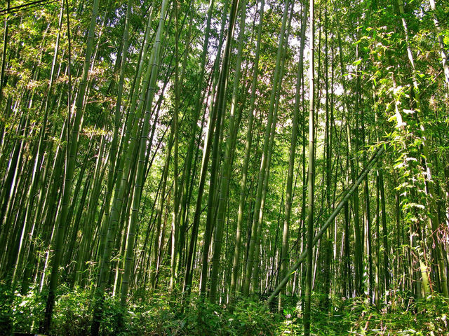 nature outdoors travel forest by javidog