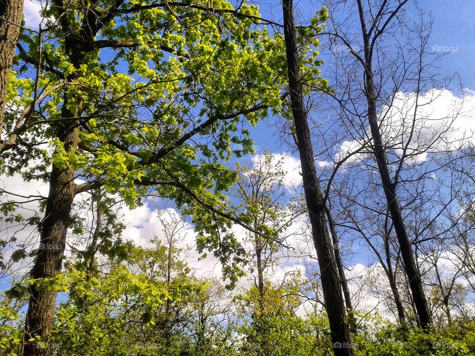 Spring forest. Blue sky, white clouds and trees with young green leaves.