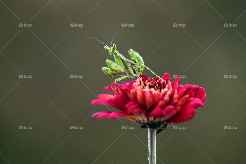 Mantis and the crysan