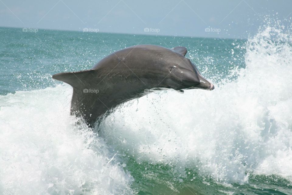 Dolphin jumping 