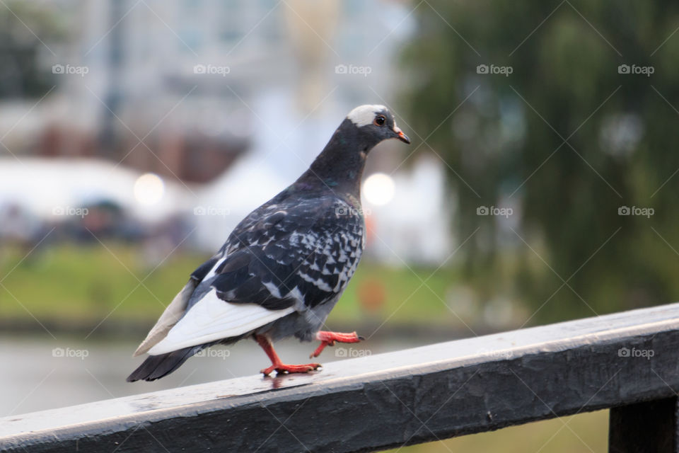 Pigeon walking on the rails