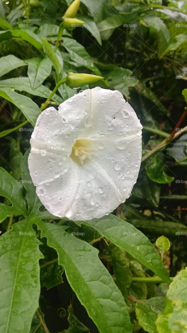 פלורה, עלה, פלנטאס, טבעי.