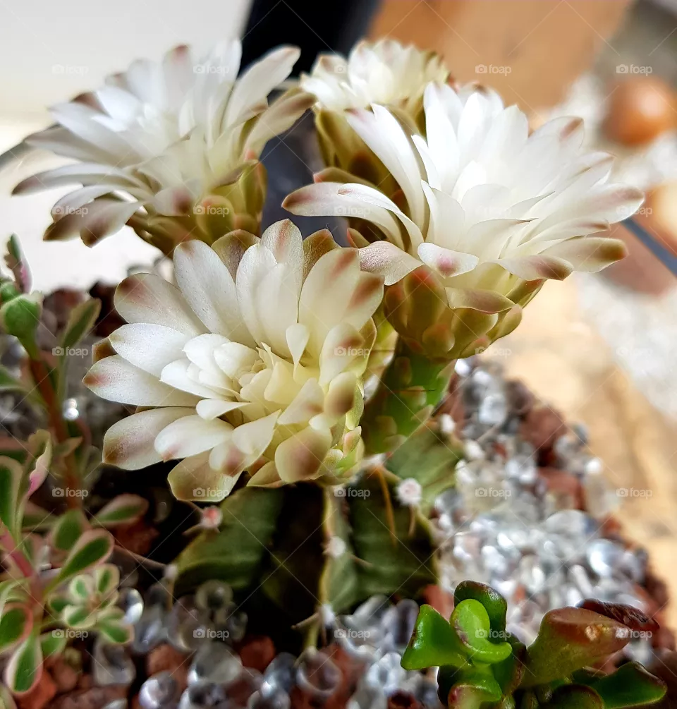 Cactus flower