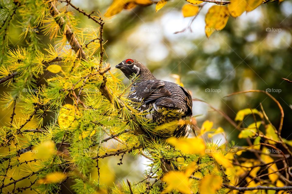 Male spruce grouse perched in a pine with yellow needles