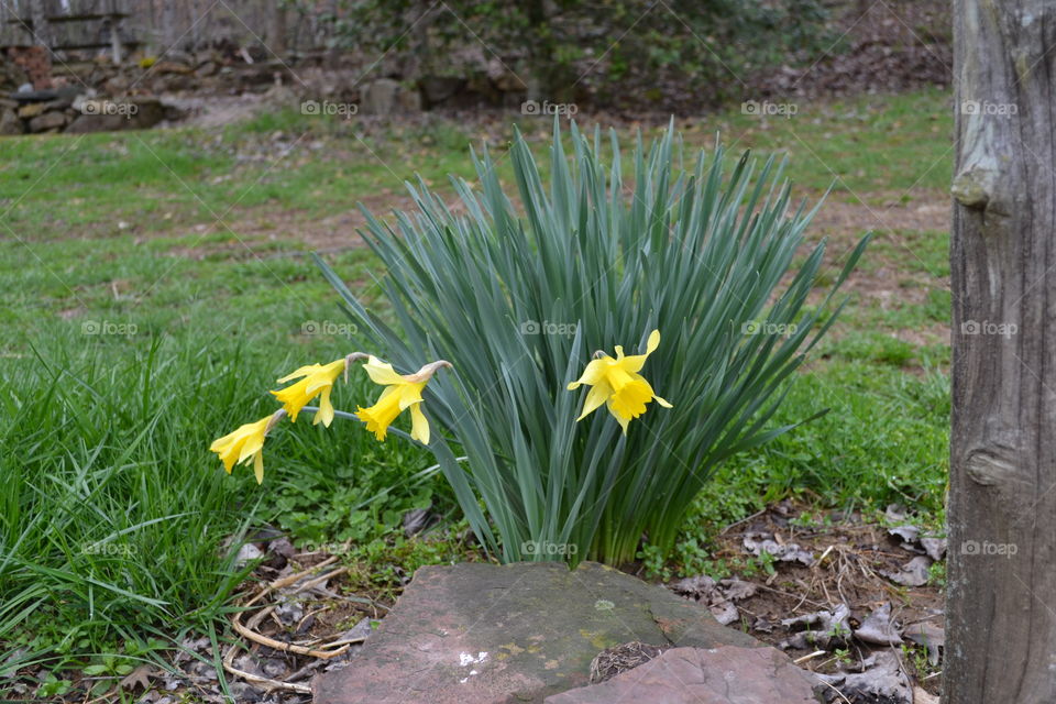 Yellow daffodils 