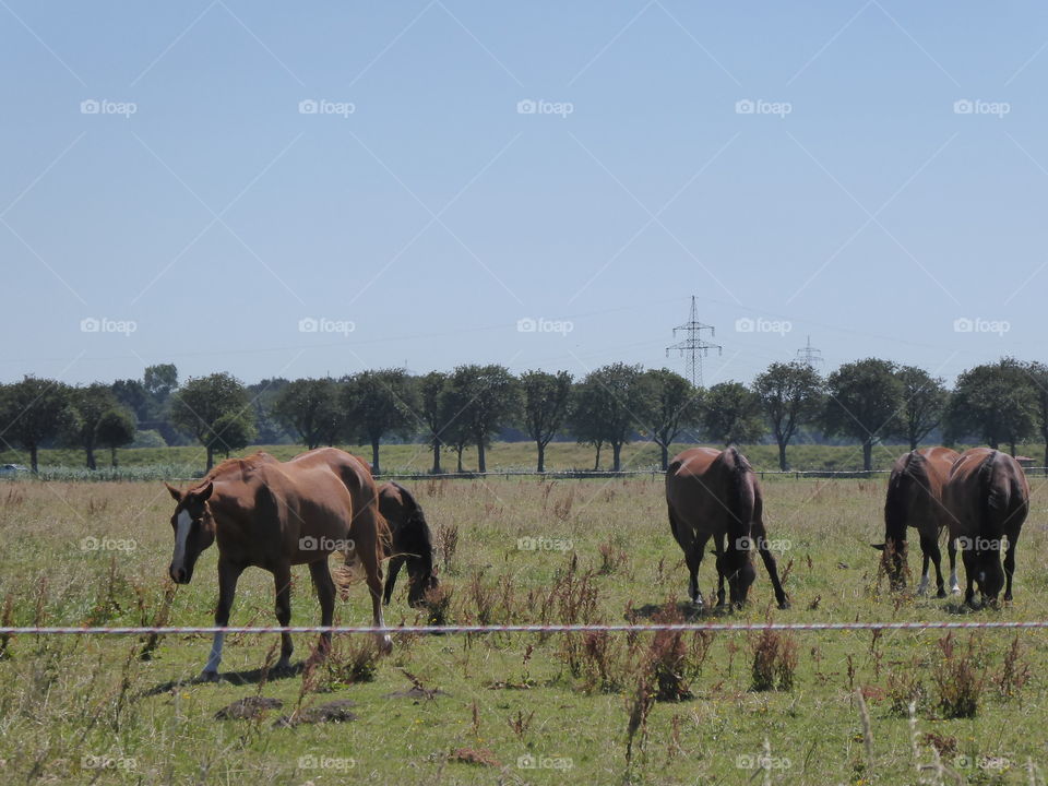 Horses