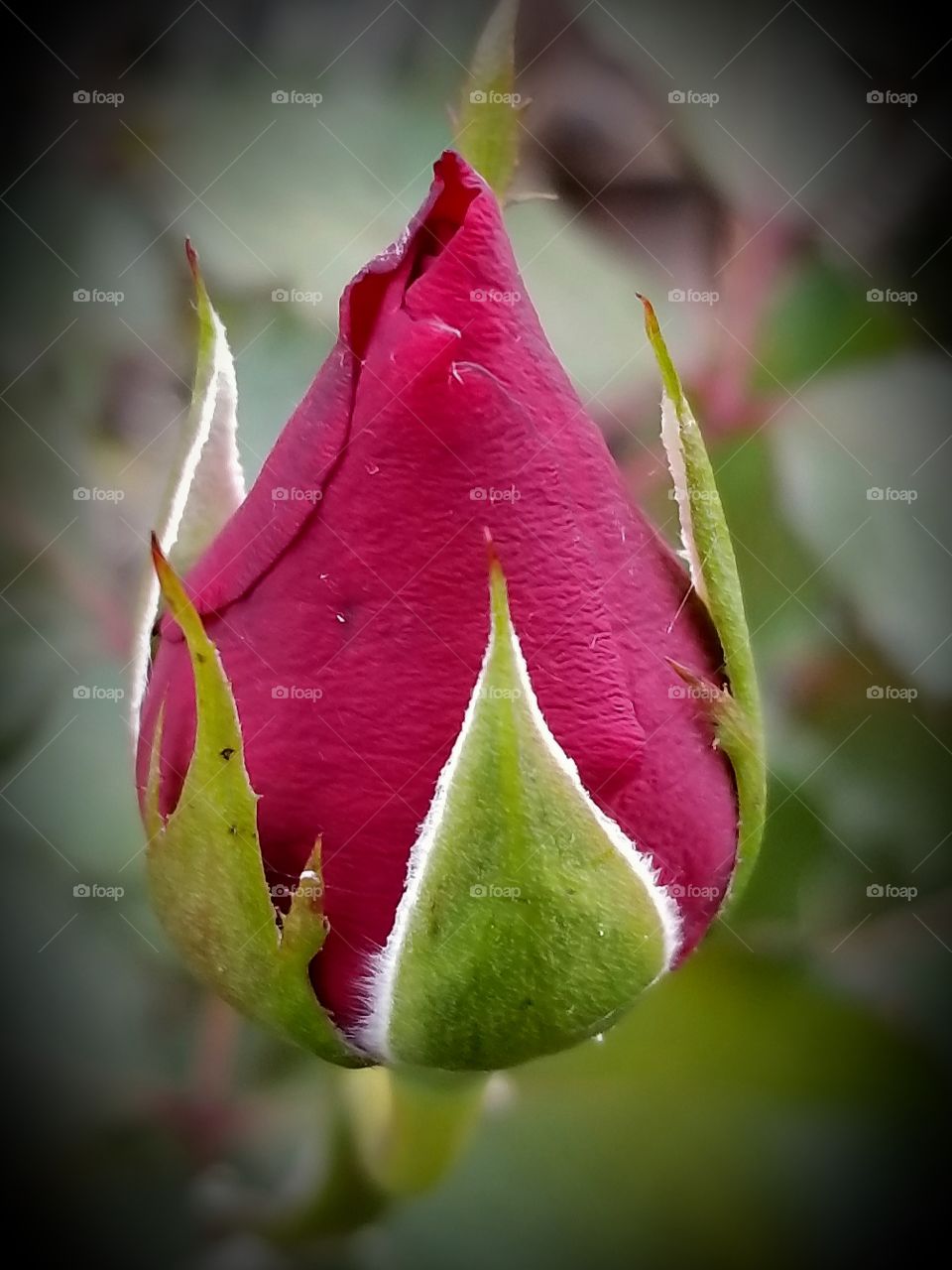 A single red rose bud Blooming at the end of the month of October