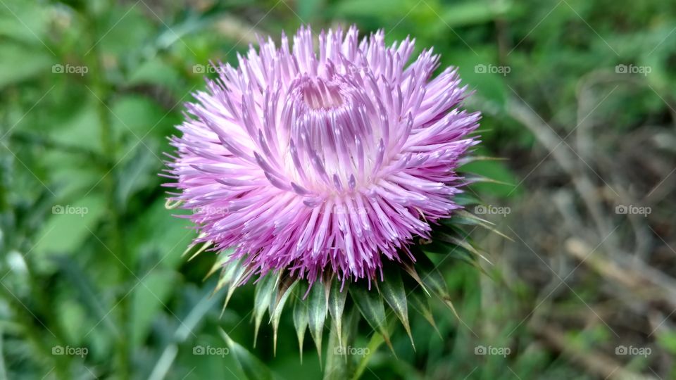 Nature, Flower, Flora, Summer, Leaf