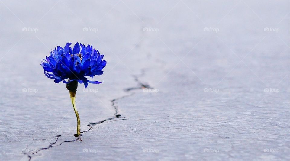 Purple flower on the road