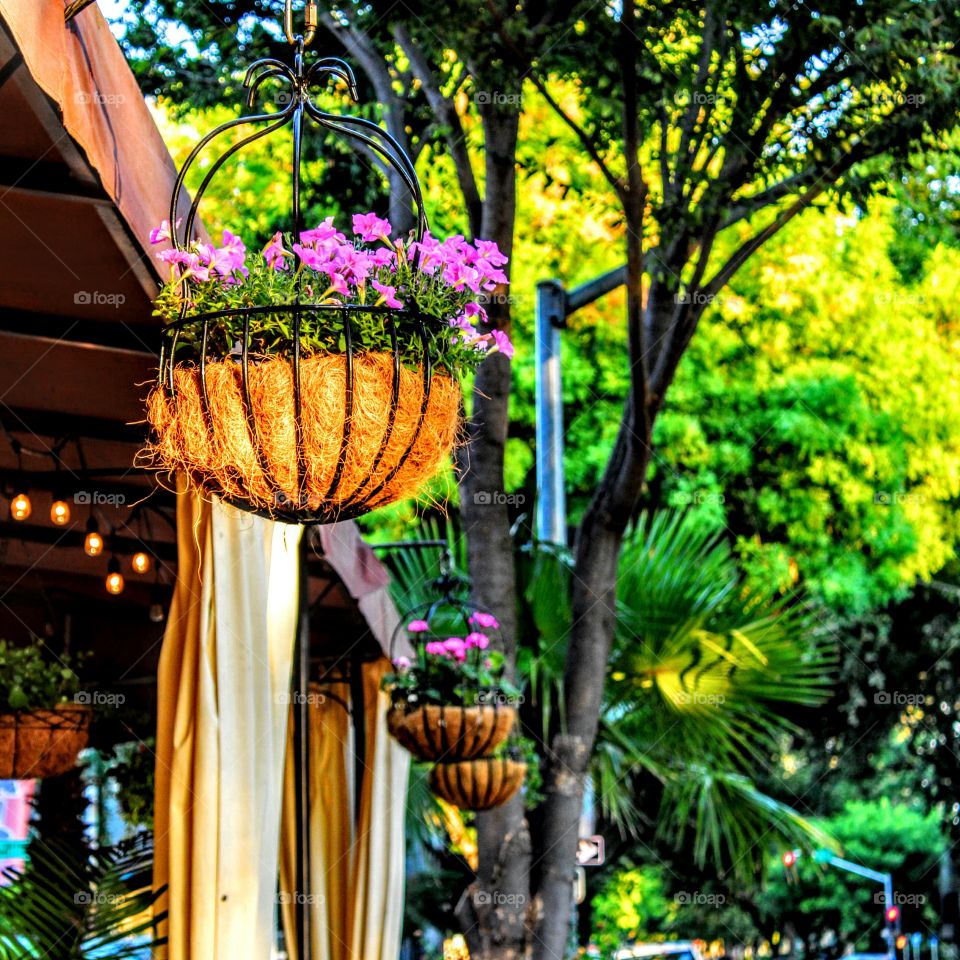 Garden, Flower, No Person, Summer, Outdoors