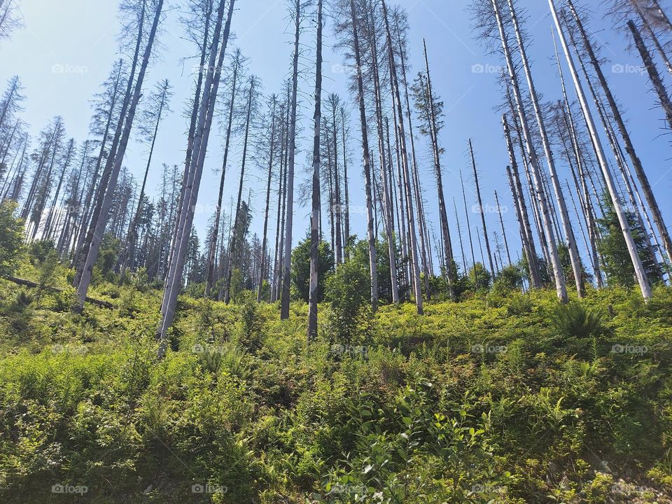 Carpathian Mountains. Nature of Ukraine. Pine forest.