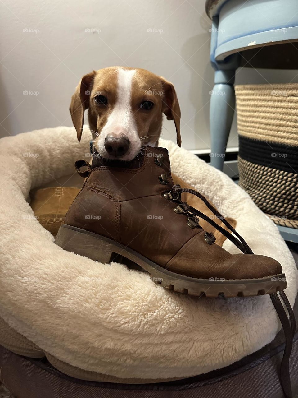 A puppy and her boot