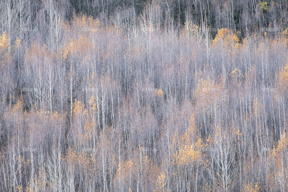 Beautiful texture of forest in autumn season