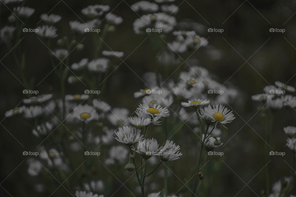 white flowers in the field