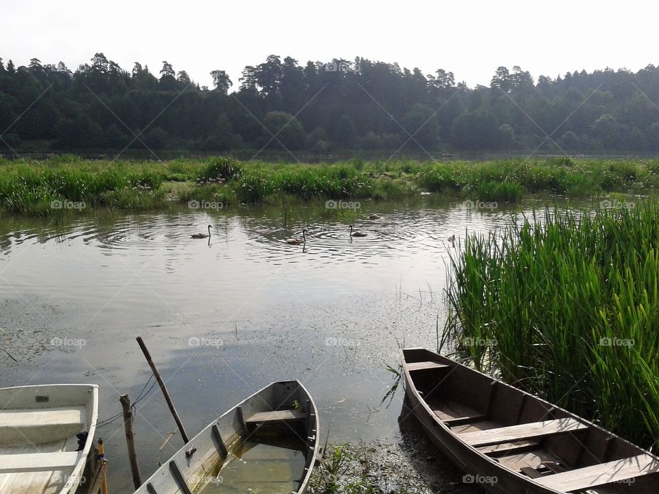 birds svimmer in the river
