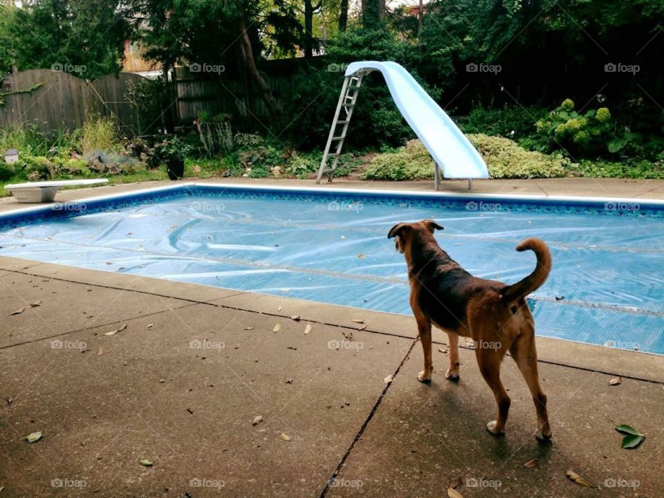 Dog looking out at pool, in a backyard on a perfect day.