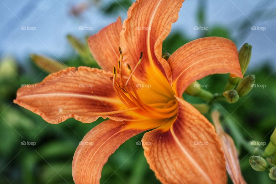 Orange lily