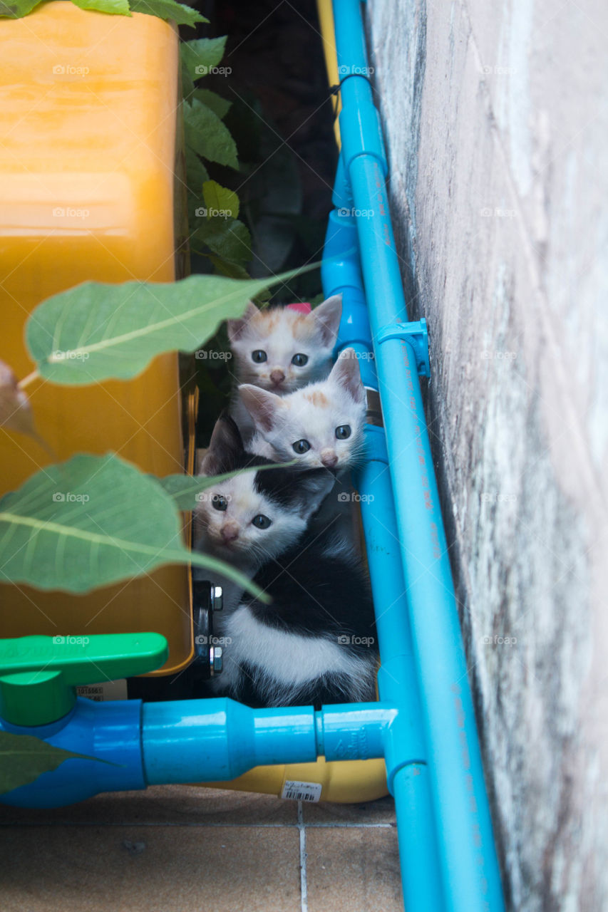 Three kittens in the wall niche