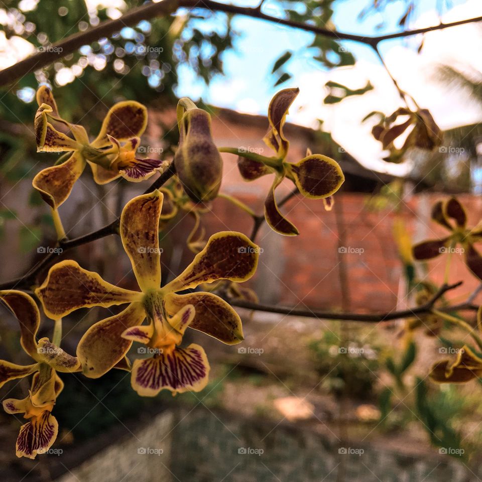 Orquídea ❤️