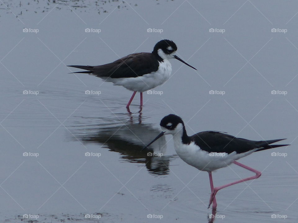 Reflection of stilts feeding