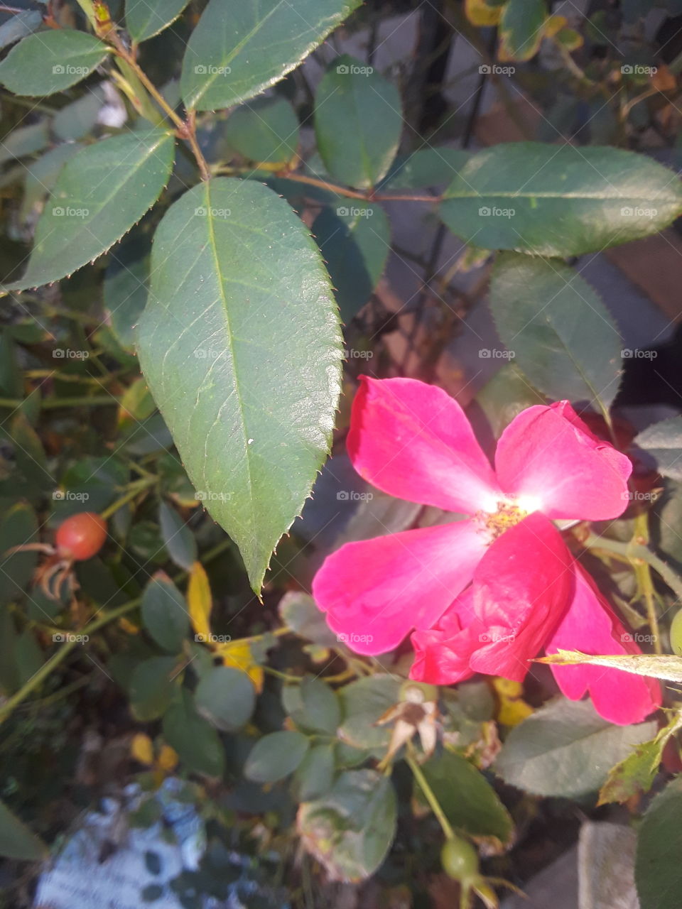 Pink Flower In Garden
