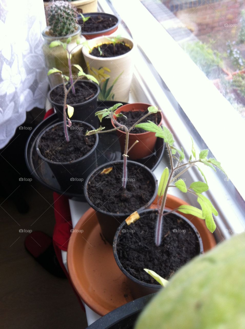 Feels like spring. Tomatoes and chilly peppers are only temporary windowsill residents while cactus is permanent :) 
